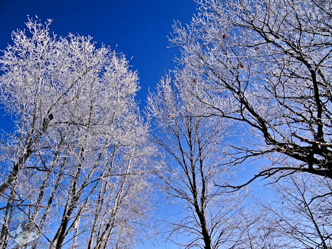 Frosty Chilly Morning