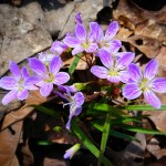 Cluster of Spring Beauties