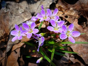 Cluster of Spring Beauties