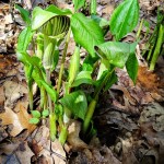 Jack-in the-pulpits