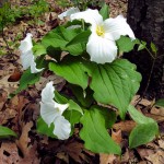 Great White Trillium