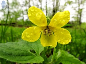 Downy Yellow Violet