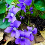 Wood Violets