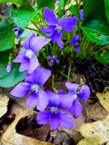 Wood Violets