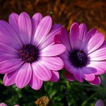 Enjoying Flowers