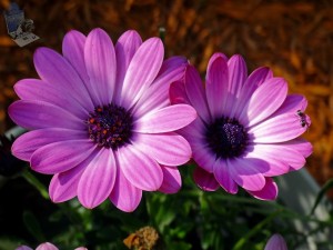 Enjoying Flowers