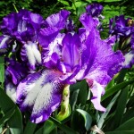 Irises