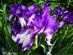 Irises