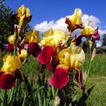 Irises