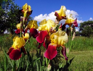 Irises