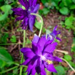 Purple Flowers