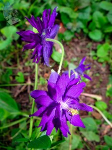 Purple Flowers