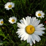 Oxeye Daisy