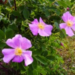 Wild Rose