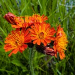 Orange Hawkweed