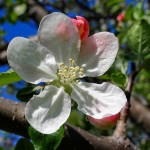 Apple Blossom