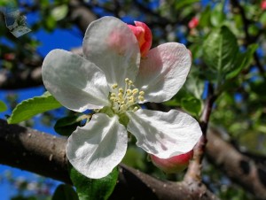 Apple Blossom