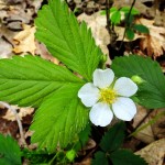 Wild Strawberry Blossom