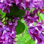 Blooming Lilacs