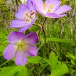 Wild Geranium