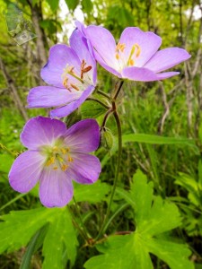 Wild Geranium