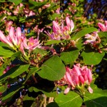 Tatarian Honeysuckle Blossoms