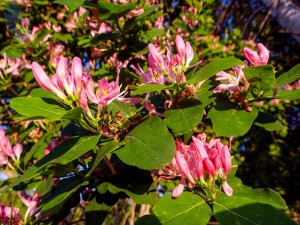 Tatarian Honeysuckle Blossoms