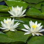 White Water Lily