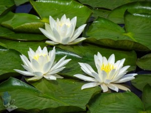 White Water Lily