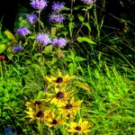 Flowers in road ditch