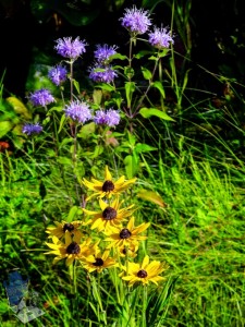 Flowers in road ditch