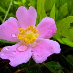 Wild Rose