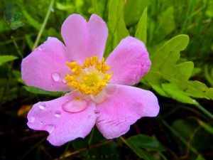 Wild Rose