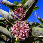 Milkweed Blossoms