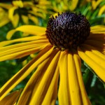 Black-eyed Susan