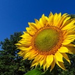 The Golden Sunflower