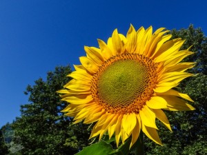 The Golden Sunflower