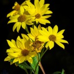 Sawtooth Sunflowers