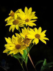 Sawtooth Sunflowers