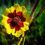 Plains Coreopsis