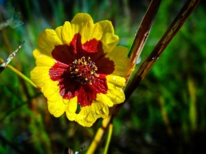 Plains Coreopsis