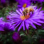 Honey Bee on Purple Aster