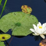 By the Pond