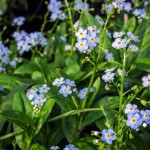 Tiny Forget-Me-Nots