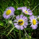 Wild Asters