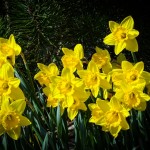 Smiling Daffodils