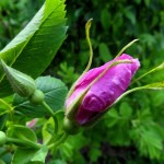 Bud of Spring