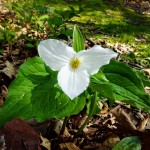 Spring White