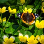 Red Admiral