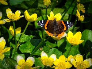 Red Admiral